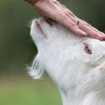 Kapan Seseorang Dianggap Mampu Berkurban?