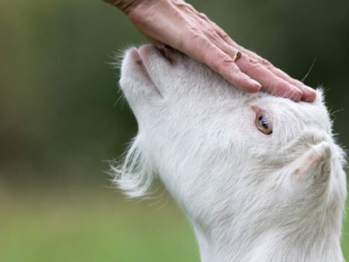 Kapan Seseorang Dianggap Mampu Berkurban?