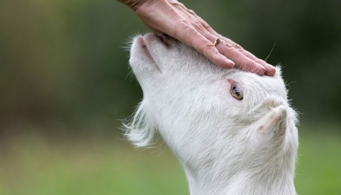 5 Syarat Sah Penyembelihan Hewan Kurban dalam Kitab Minhajul Muslim –  Islampos