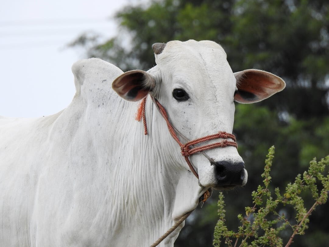 Pembagian Daging Qurban Sesuai dengan Ketentuan Syariat