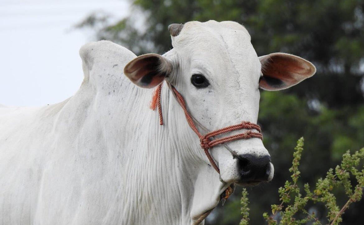 Pembagian Daging Qurban Sesuai dengan Ketentuan Syariat