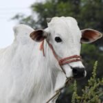 Pembagian Daging Qurban Sesuai dengan Ketentuan Syariat