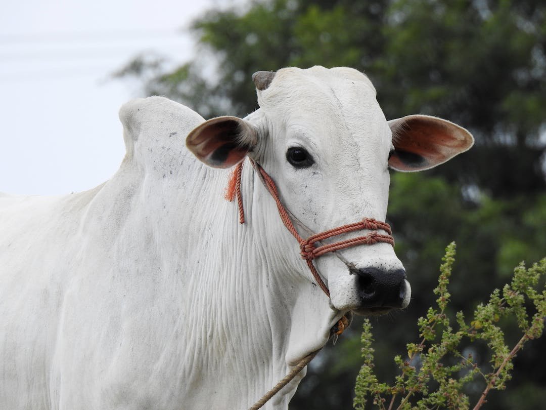 Pembagian Daging Qurban Sesuai dengan Ketentuan Syariat