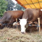 Yuk Siapkan Qurban dari Sekarang, Saatnya Berbagi Kebahagiaan dengan Sesama