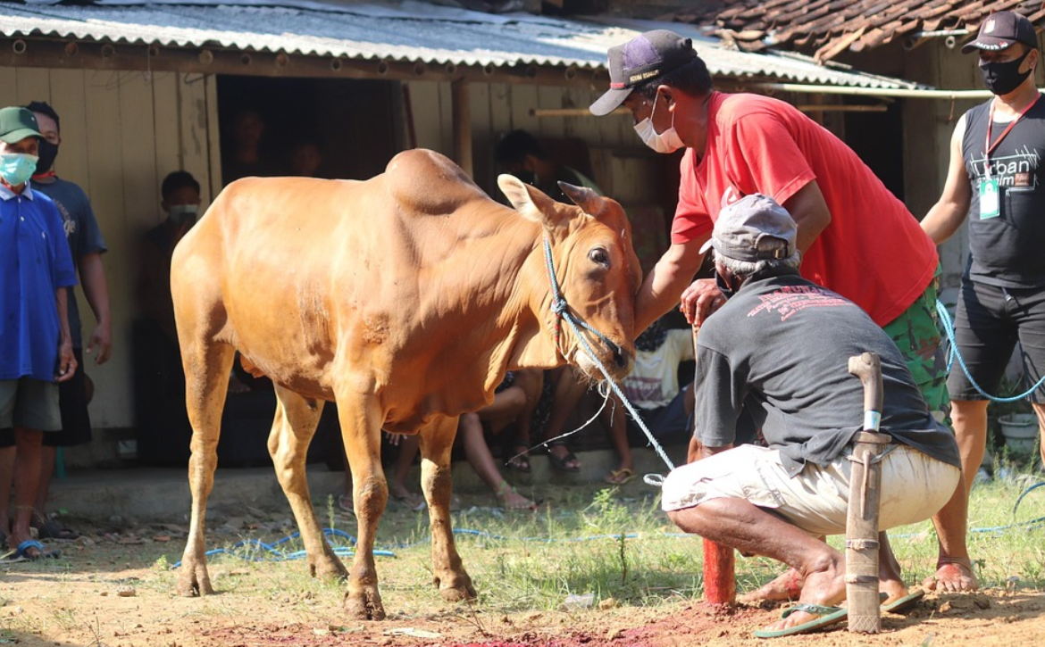 Jangan Biarkan Harta Hanya Habis untuk Kebutuhan, Yuk Sisihkan untuk Qurban Tahun Ini