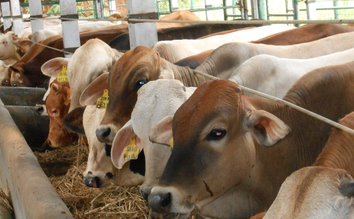 Siapkan Ibadah Qurban Terbaikmu untuk Santri di Pelosok Bersama LAZISWAF Pesantren Al Hilal