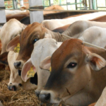 Siapkan Ibadah Qurban Terbaikmu untuk Santri di Pelosok Bersama LAZISWAF Pesantren Al Hilal