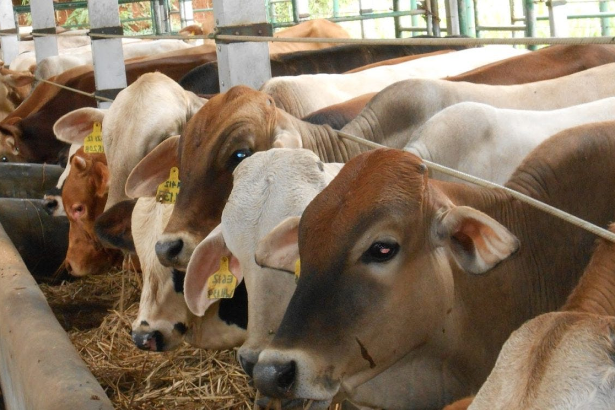 Hal Penting yang Perlu Kamu Ketahui Saat Akan Qurban