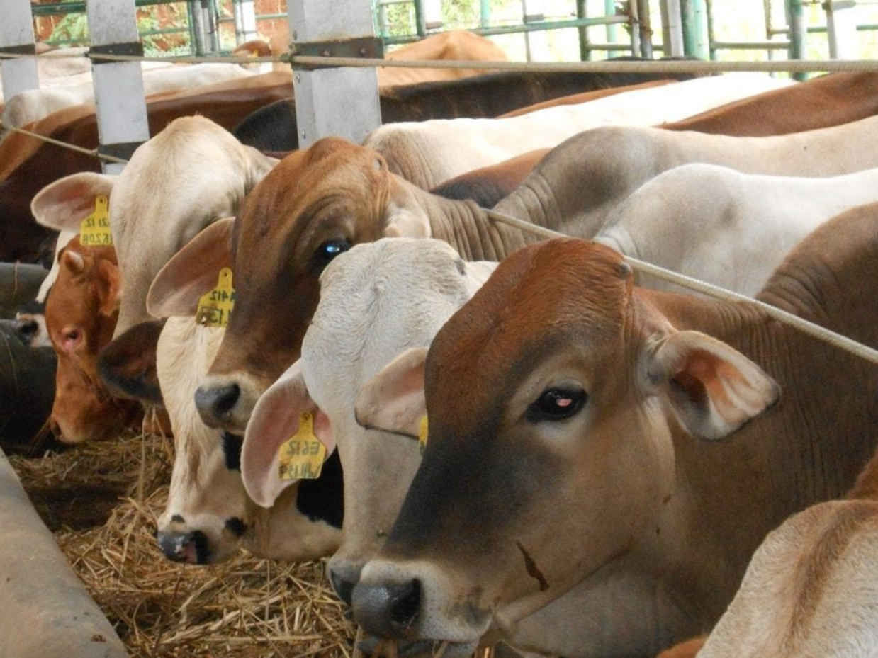 Hal Penting yang Perlu Kamu Ketahui Saat Akan Qurban