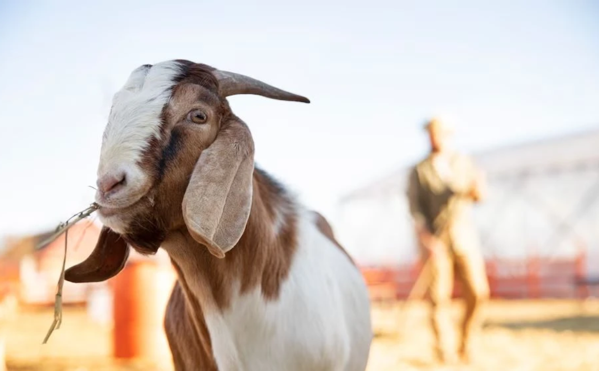 Qurban Itu Bukan Sekadar Menyembelih, Tapi Belajar Ikhlas