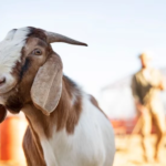 Qurban Itu Bukan Sekadar Menyembelih, Tapi Belajar Ikhlas