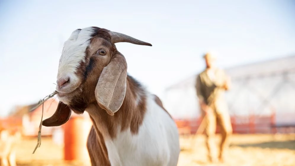 Qurban Itu Bukan Sekadar Menyembelih, Tapi Belajar Ikhlas