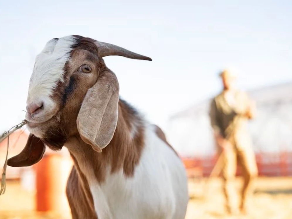 Qurban Itu Bukan Sekadar Menyembelih, Tapi Belajar Ikhlas