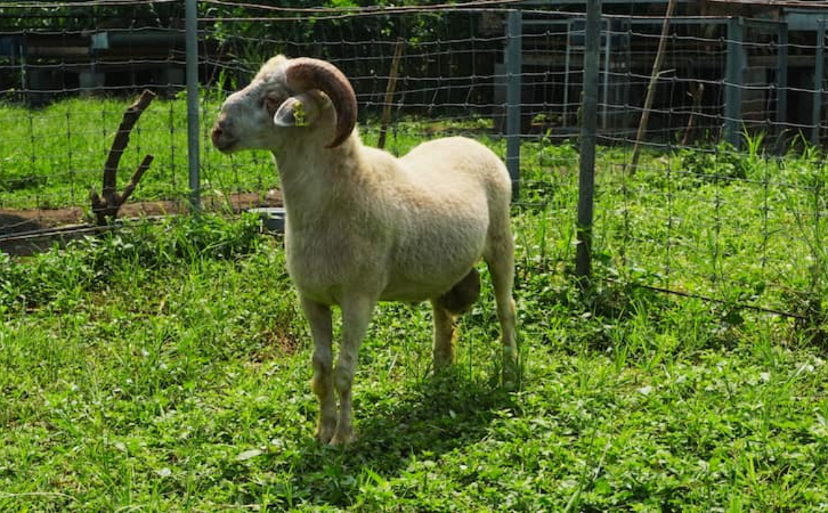 Jangan Sampai Lewatkan Idul Adha Tanpa Berqurban