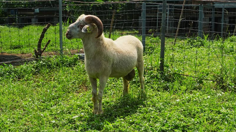 Jangan Sampai Lewatkan Idul Adha Tanpa Berqurban