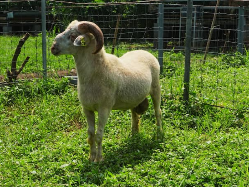 Jangan Sampai Lewatkan Idul Adha Tanpa Berqurban