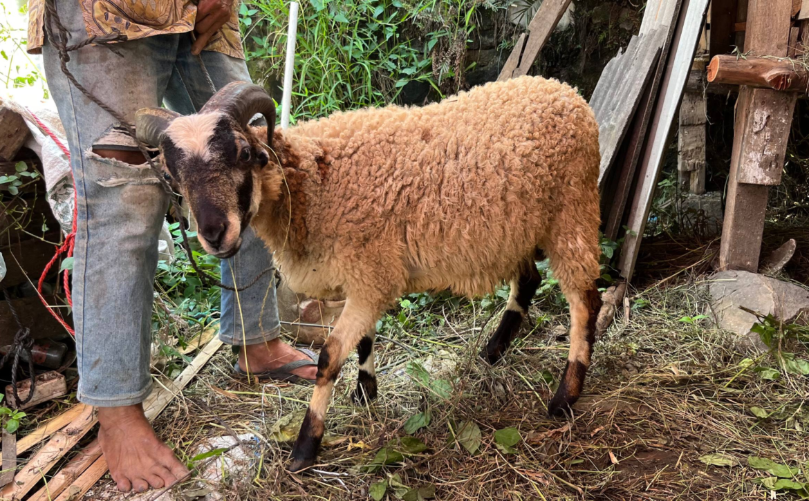 Dari Qurban Kita Belajar Arti Ikhlas dan Indahnya Berbagi