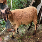 Dari Qurban Kita Belajar Arti Ikhlas dan Indahnya Berbagi