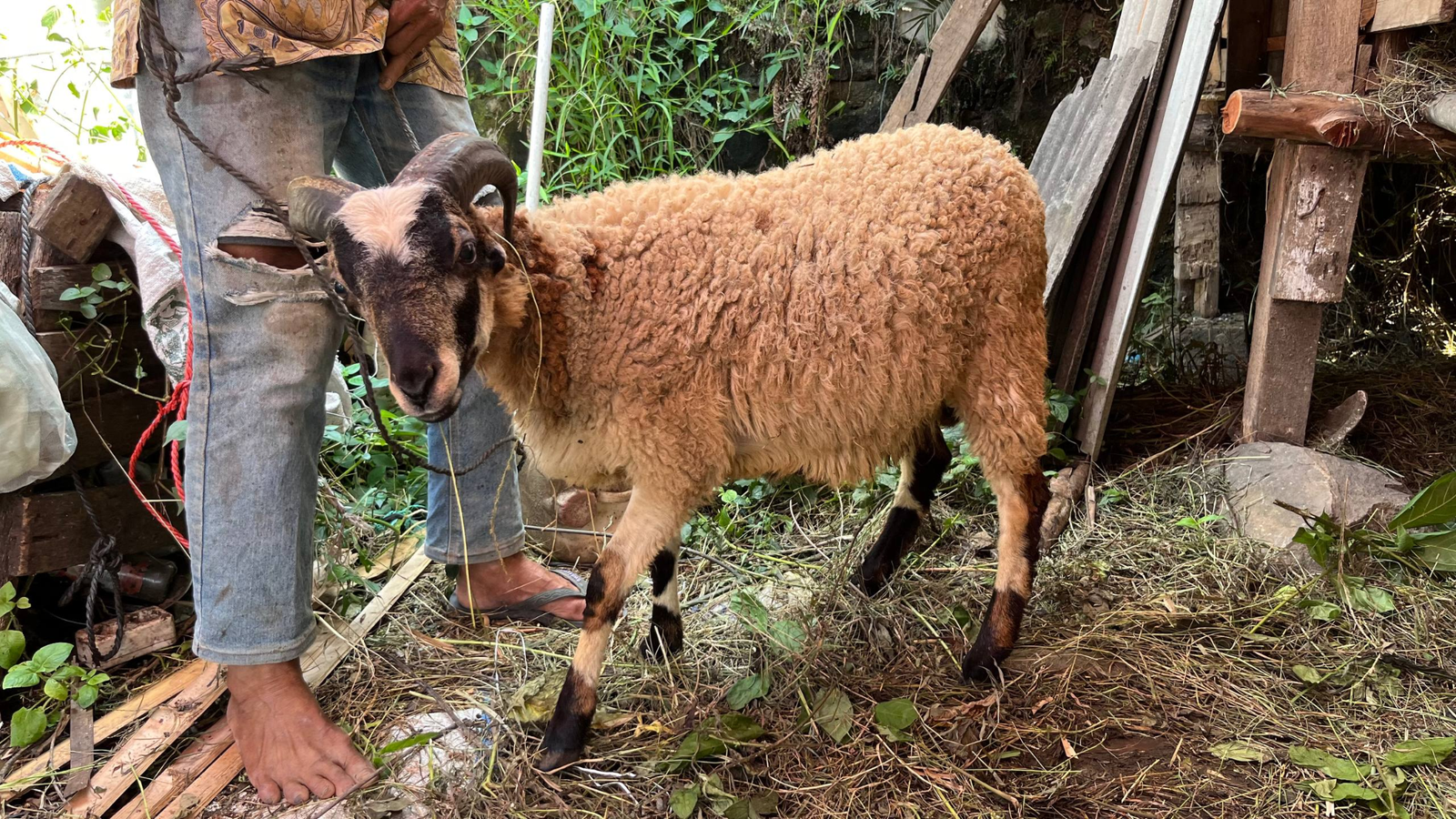 Dari Qurban Kita Belajar Arti Ikhlas dan Indahnya Berbagi