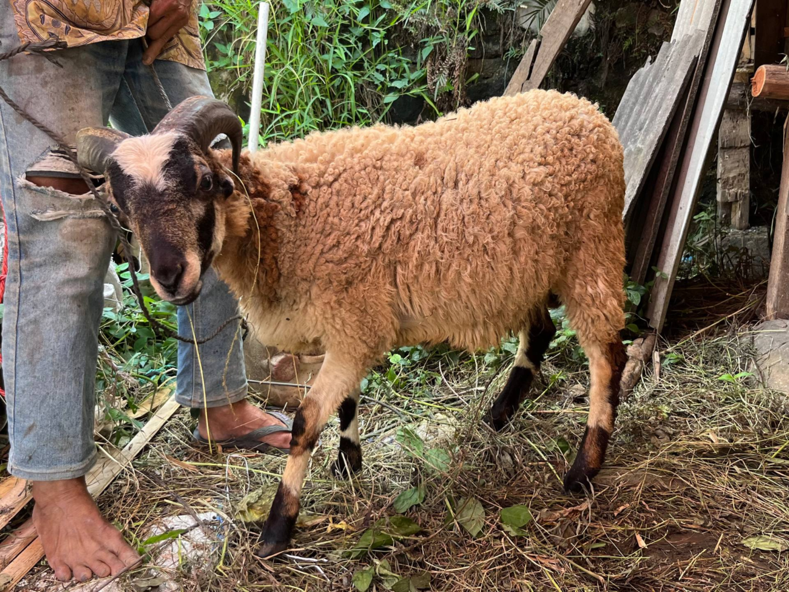 Dari Qurban Kita Belajar Arti Ikhlas dan Indahnya Berbagi